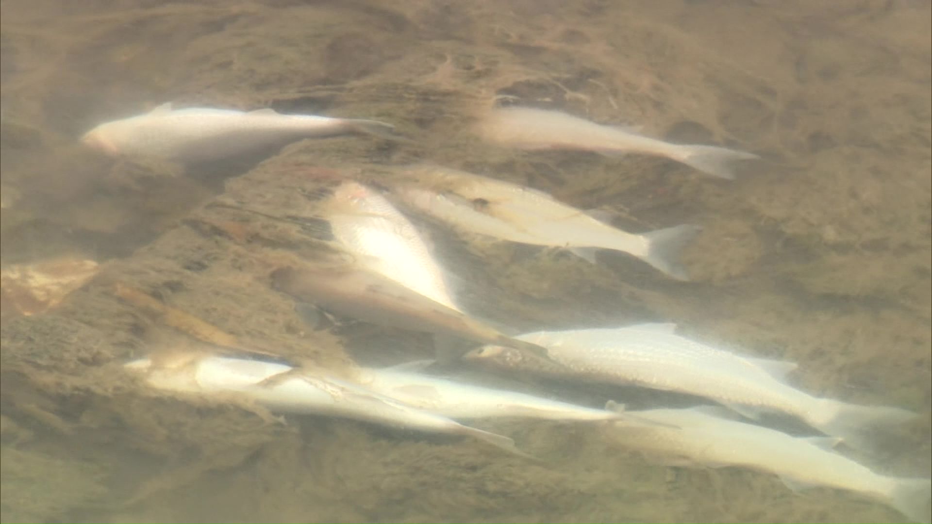 大量に魚が死んでいた小田島川(7月2日)