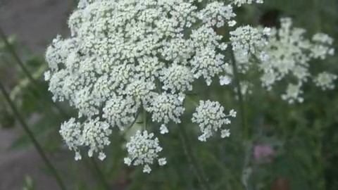 通報があった場所でみつかった植物(北見市)