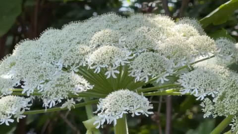 北大でみつかったバイカルハナウドとみられる植物（撮影：視聴者）
