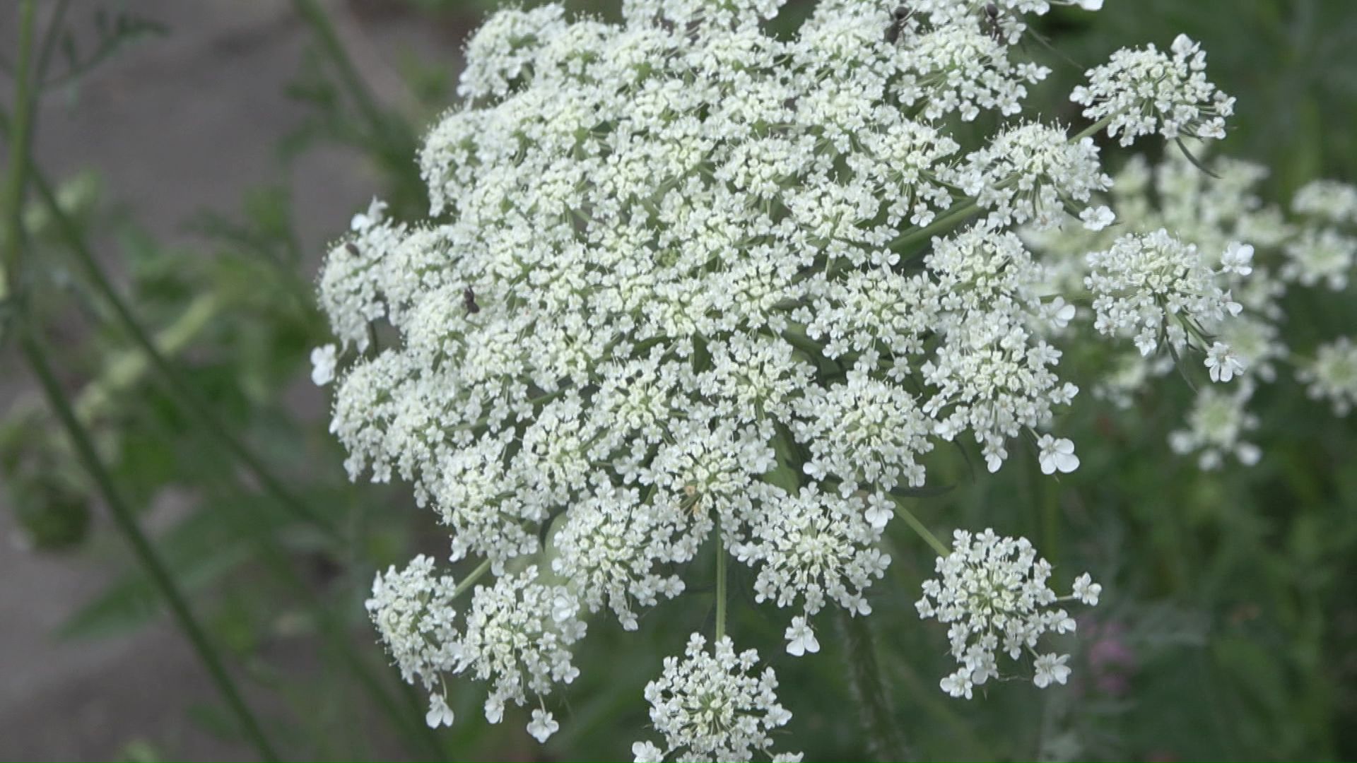 北見市でよく似た植物があると通報