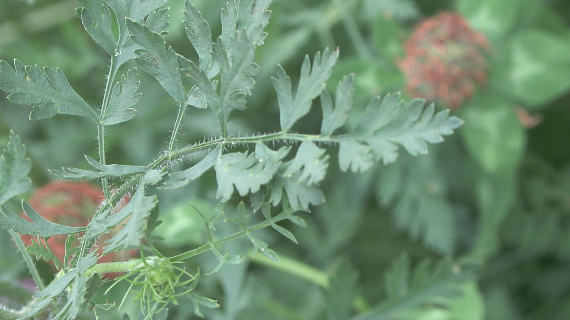 葉の形状などからバイカルハナウドの可能性は低い