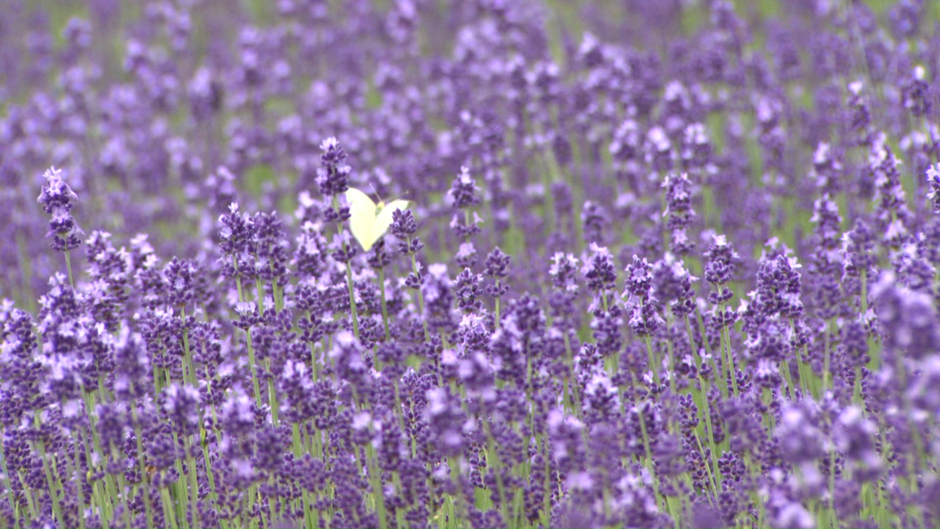「幌見峠ラベンダー園」