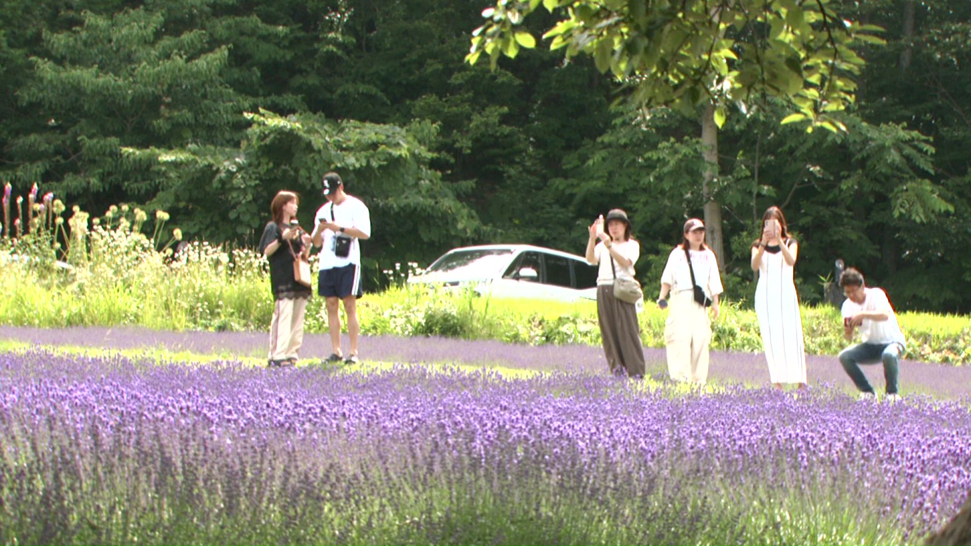 ラベンダーを楽しむ人の姿も