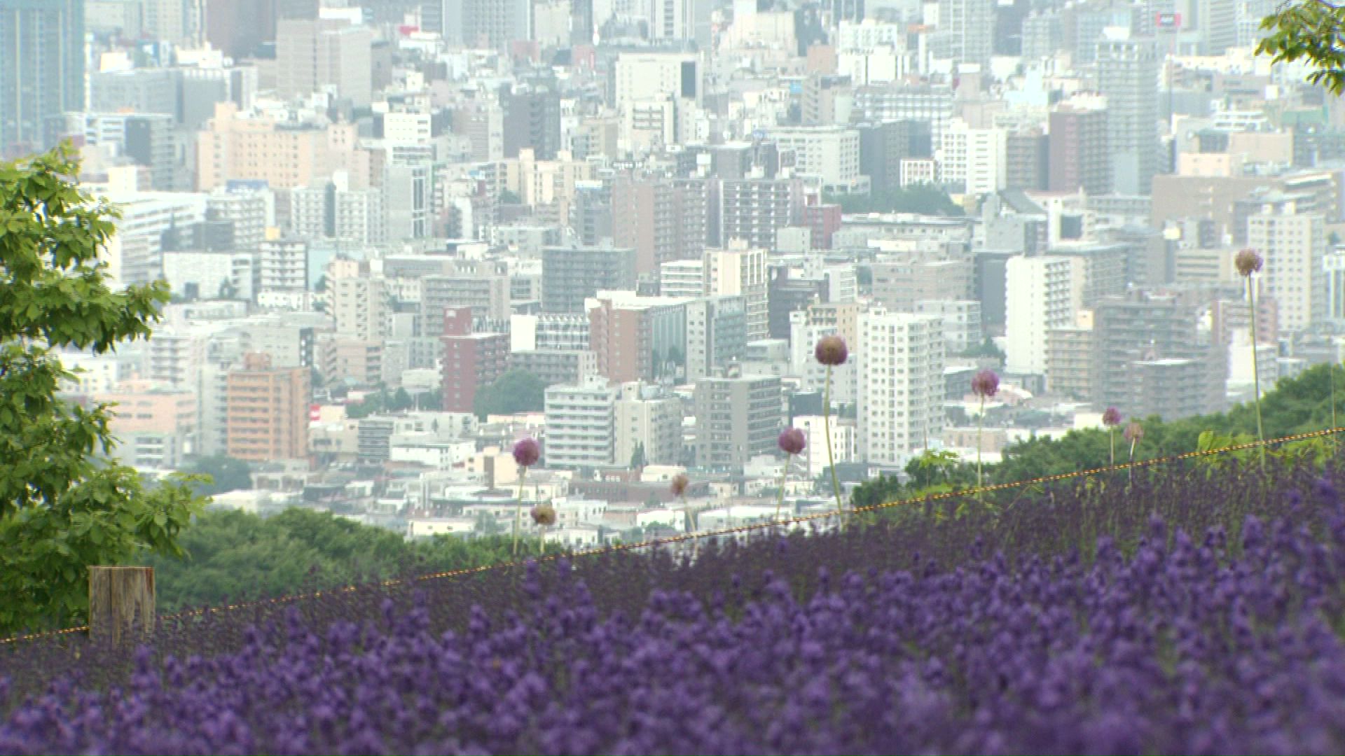 ラベンダーと峠から見下ろす札幌の街並みの共演が魅力