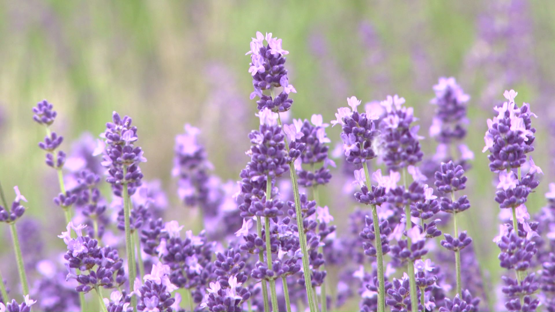 今年は6月の暑さで開花が早まっている