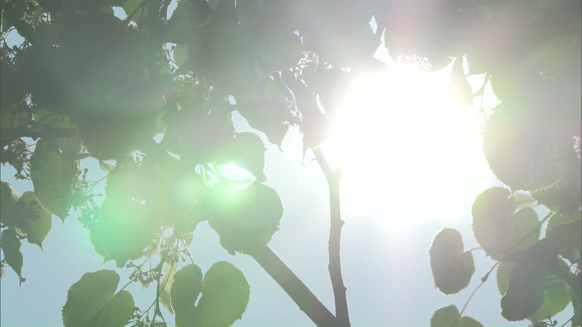 十勝地方などに熱中症警戒アラート