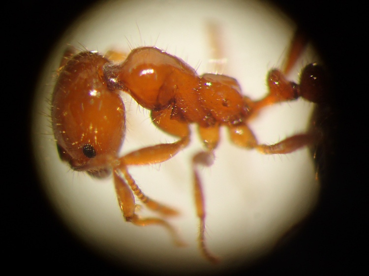 発見されたアカカミアリ(提供:環境省)