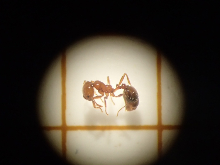 アカカミアリの全身(提供:環境省)