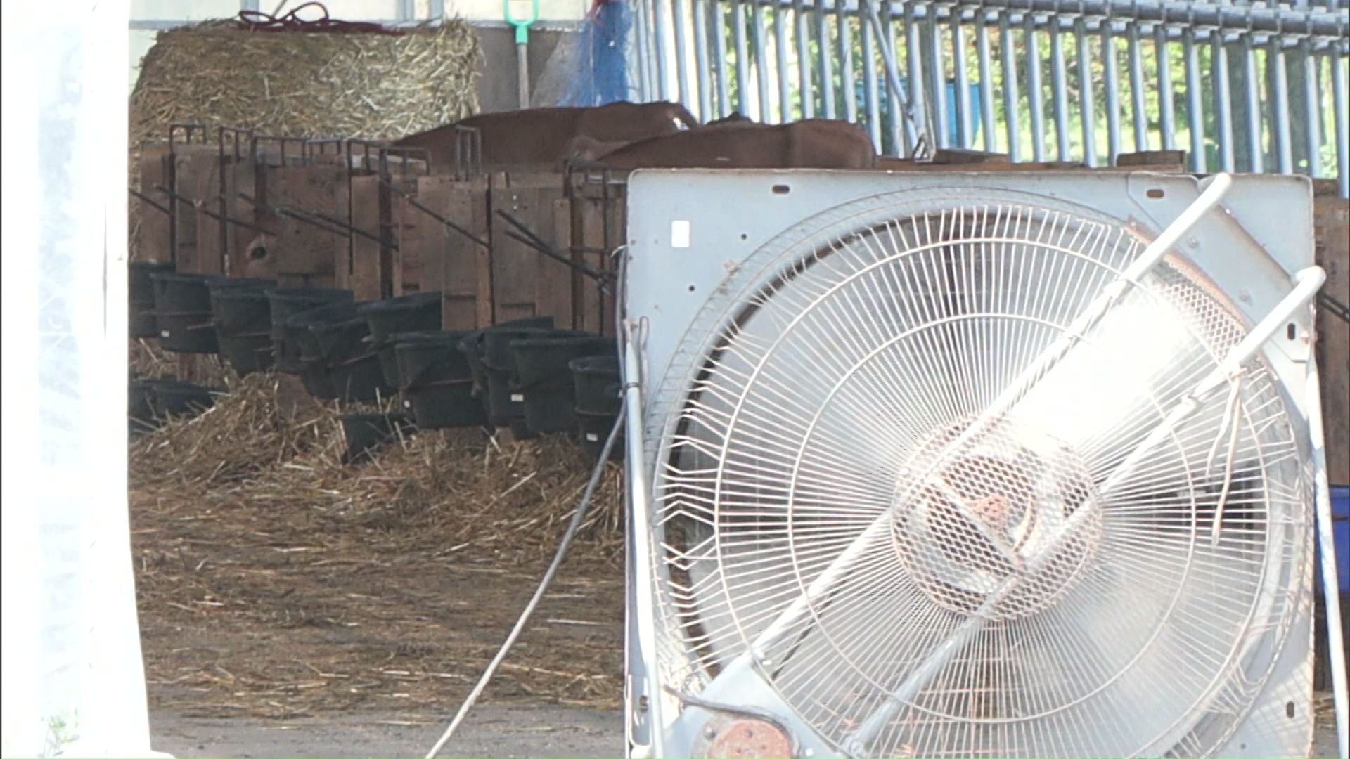 牛がいる場所の暑さ対策