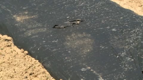 クマのものとみられる足跡