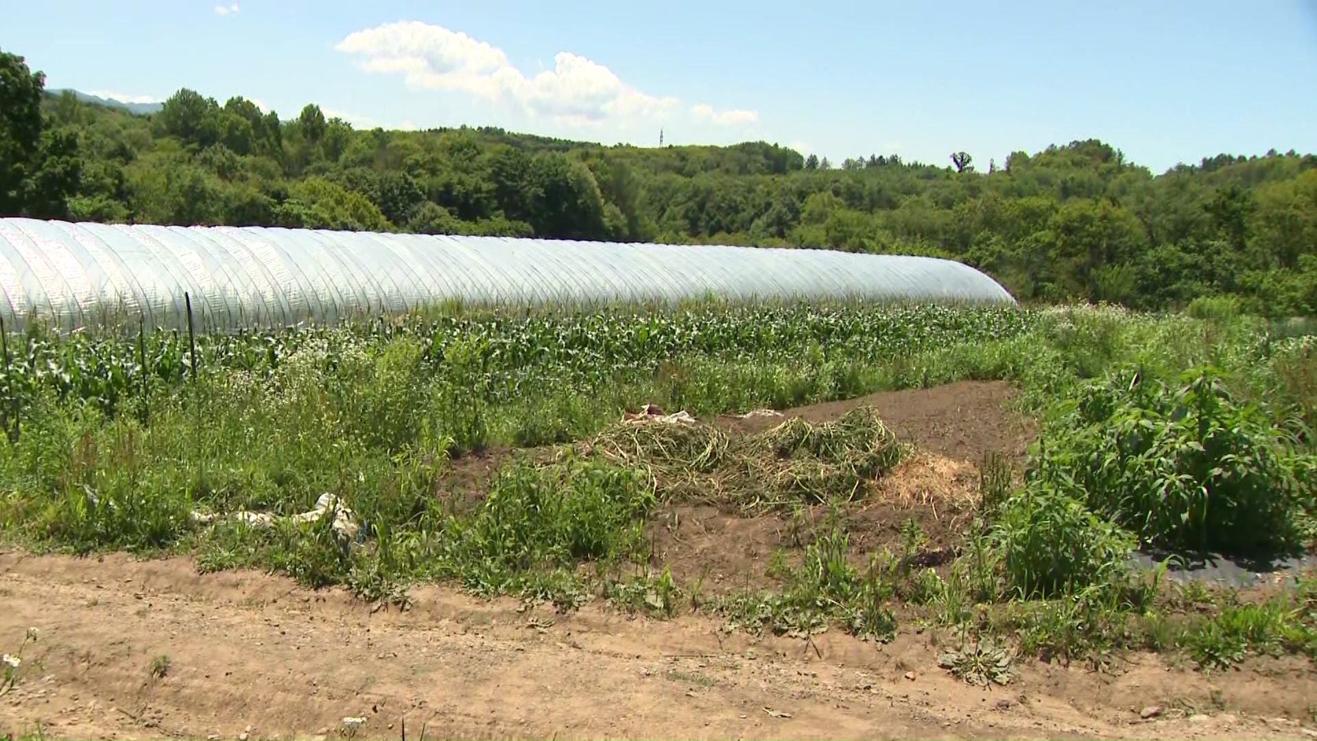 被害があった農園