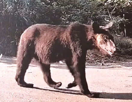 トウモロコシを食い荒らしたクマと同一個体とみられるクマ（提供：池上治男さん）