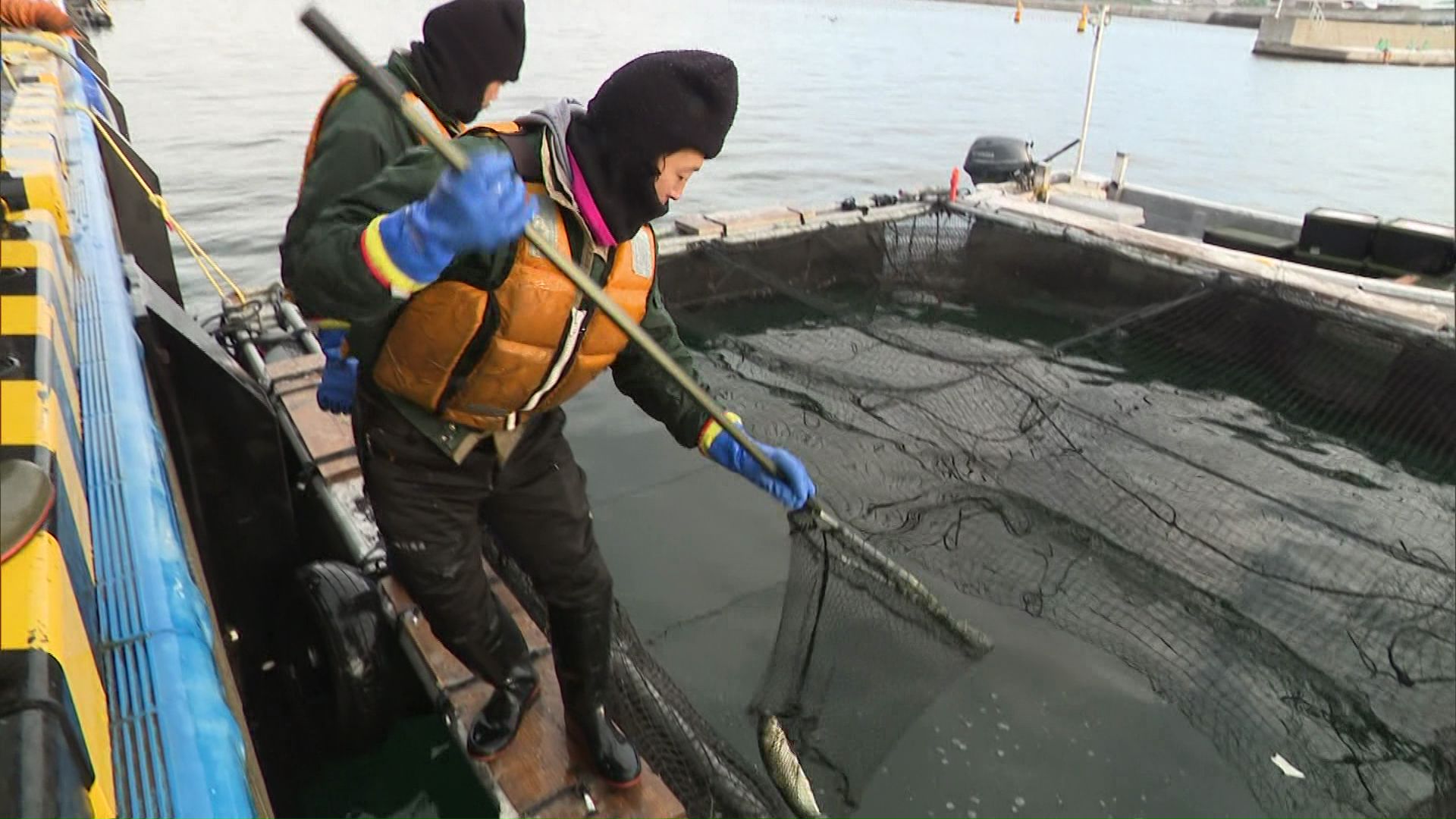 函館漁港で行われているキングサーモンの海面養殖