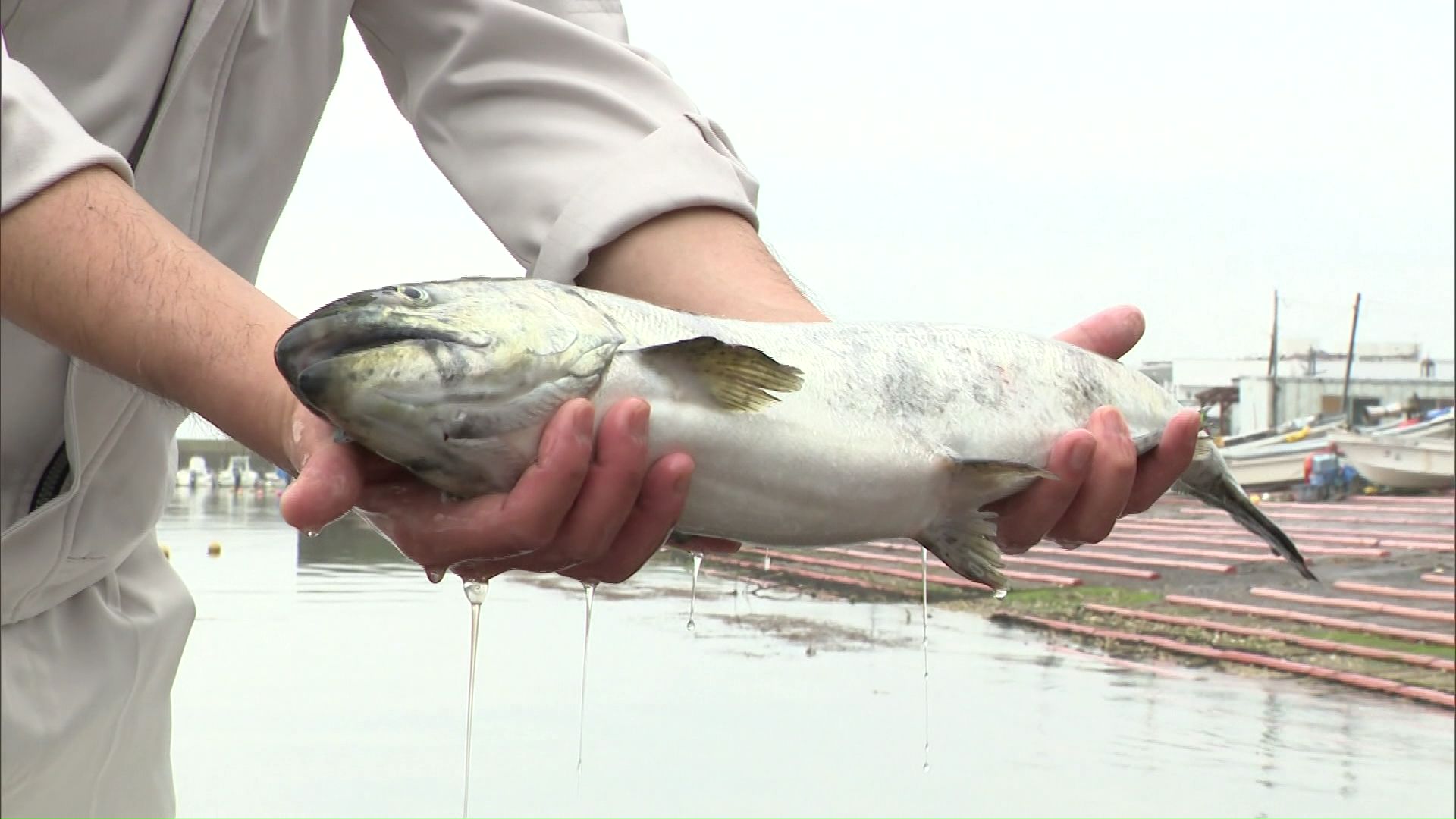 国内初のキングサーモン海面養殖