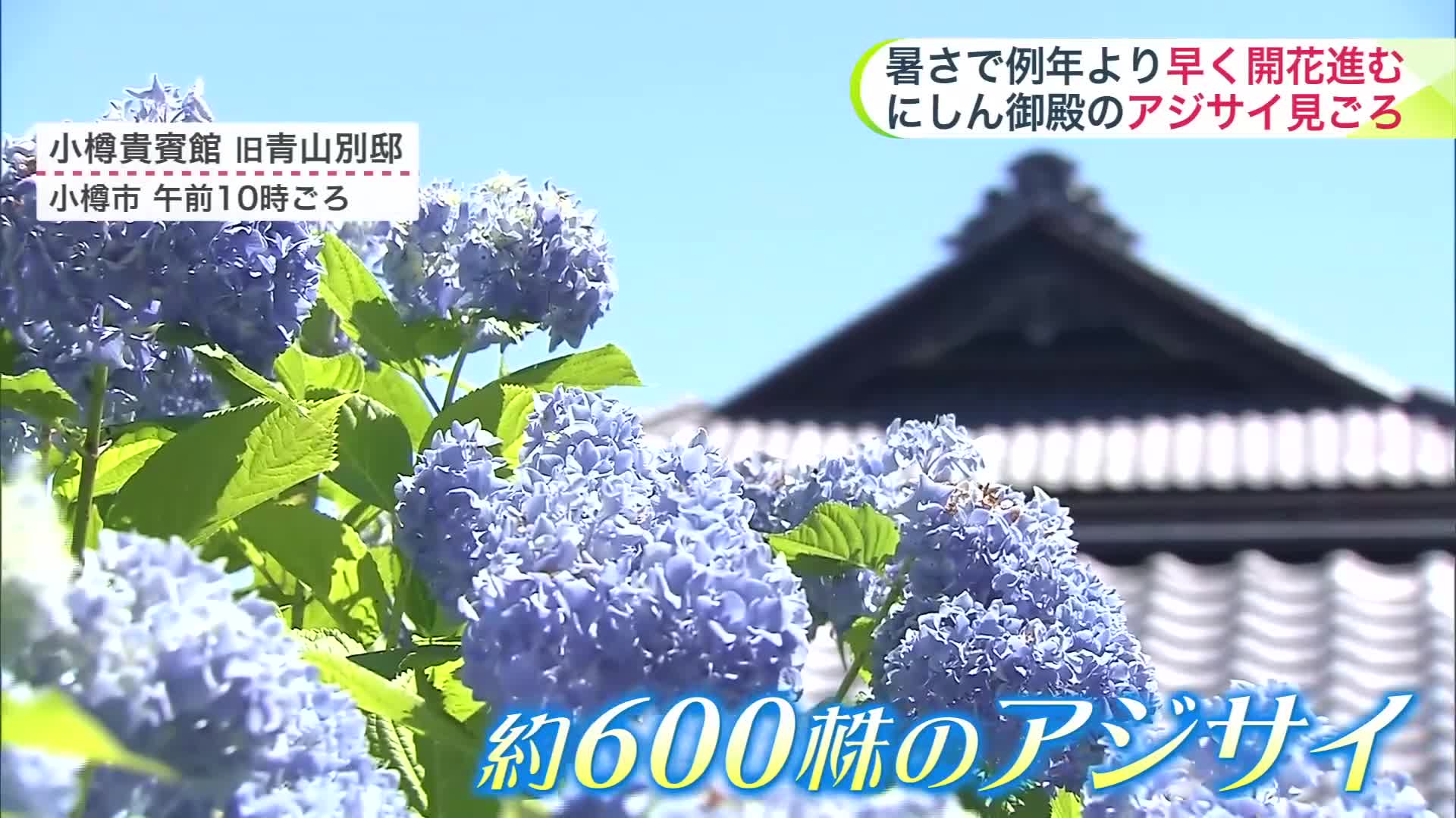 【アジサイ見ごろ】にしん御殿を彩る美しい花！あすは暑さ一段落　道東の沿岸は涼風届き17℃の所も【北海道の天気 9日(火)】