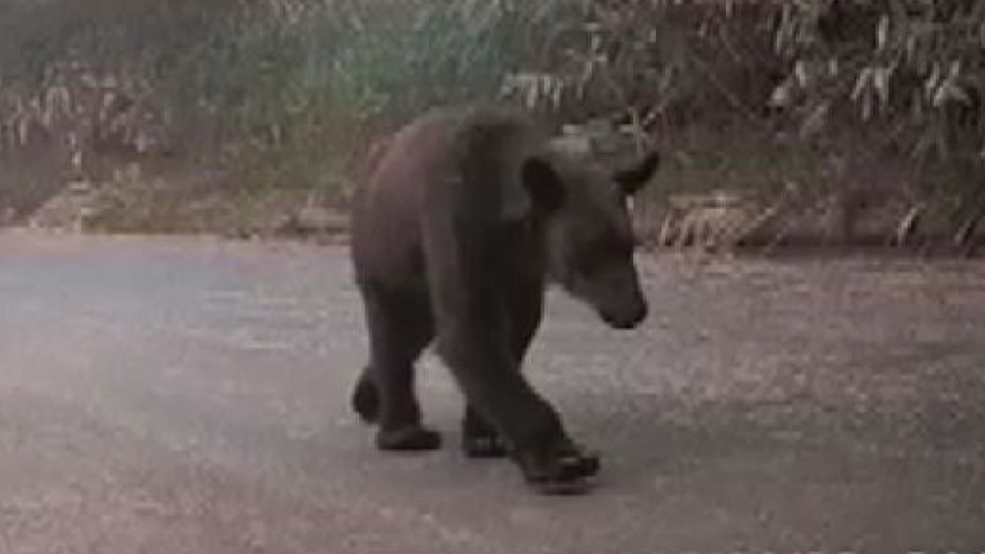 砂川市で目撃されたクマ(提供:池上治男さん)