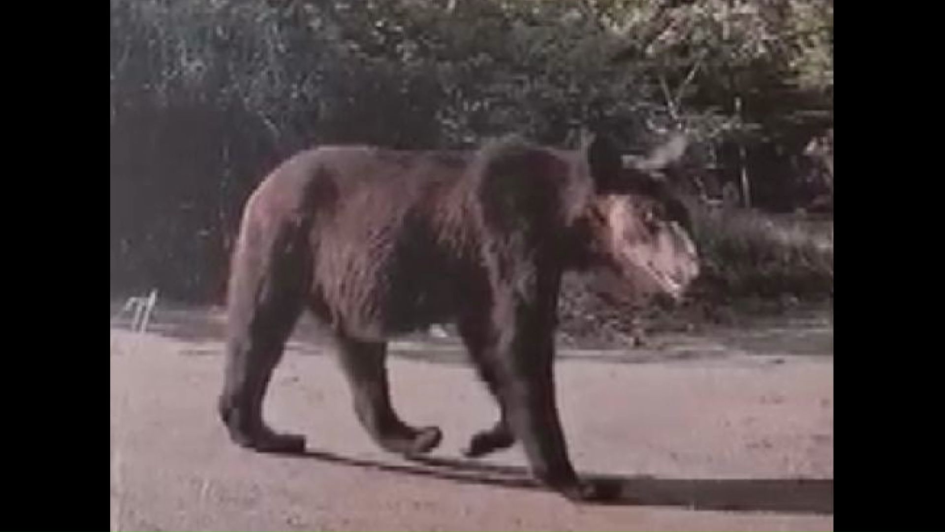 砂川市に出没したオスのクマ(提供:池上治男さん)