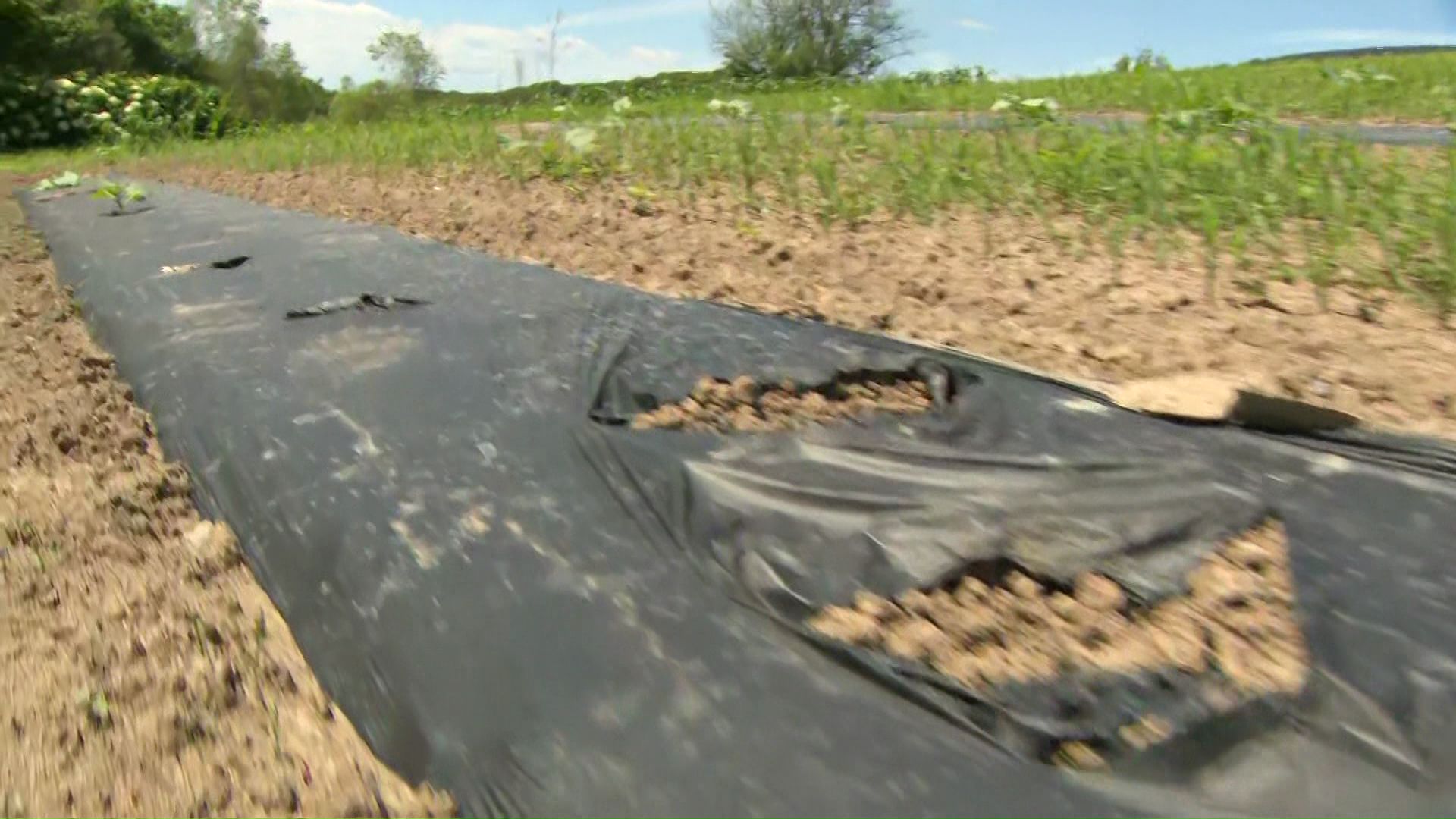 複数のクマの足跡が