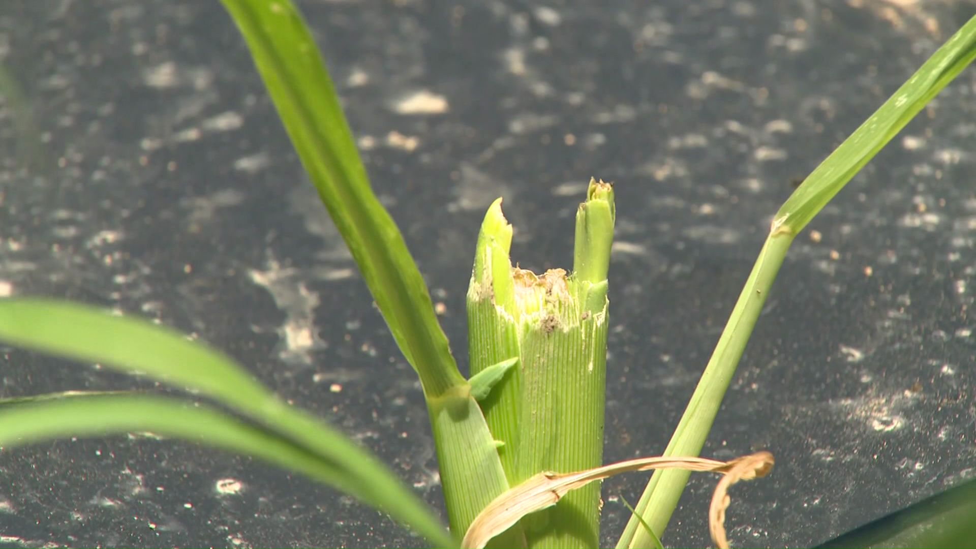 トウモロコシや肥料が食い荒らされた