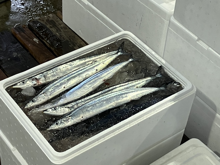 初競りでは1キロ25万円(税抜き)と過去最高値