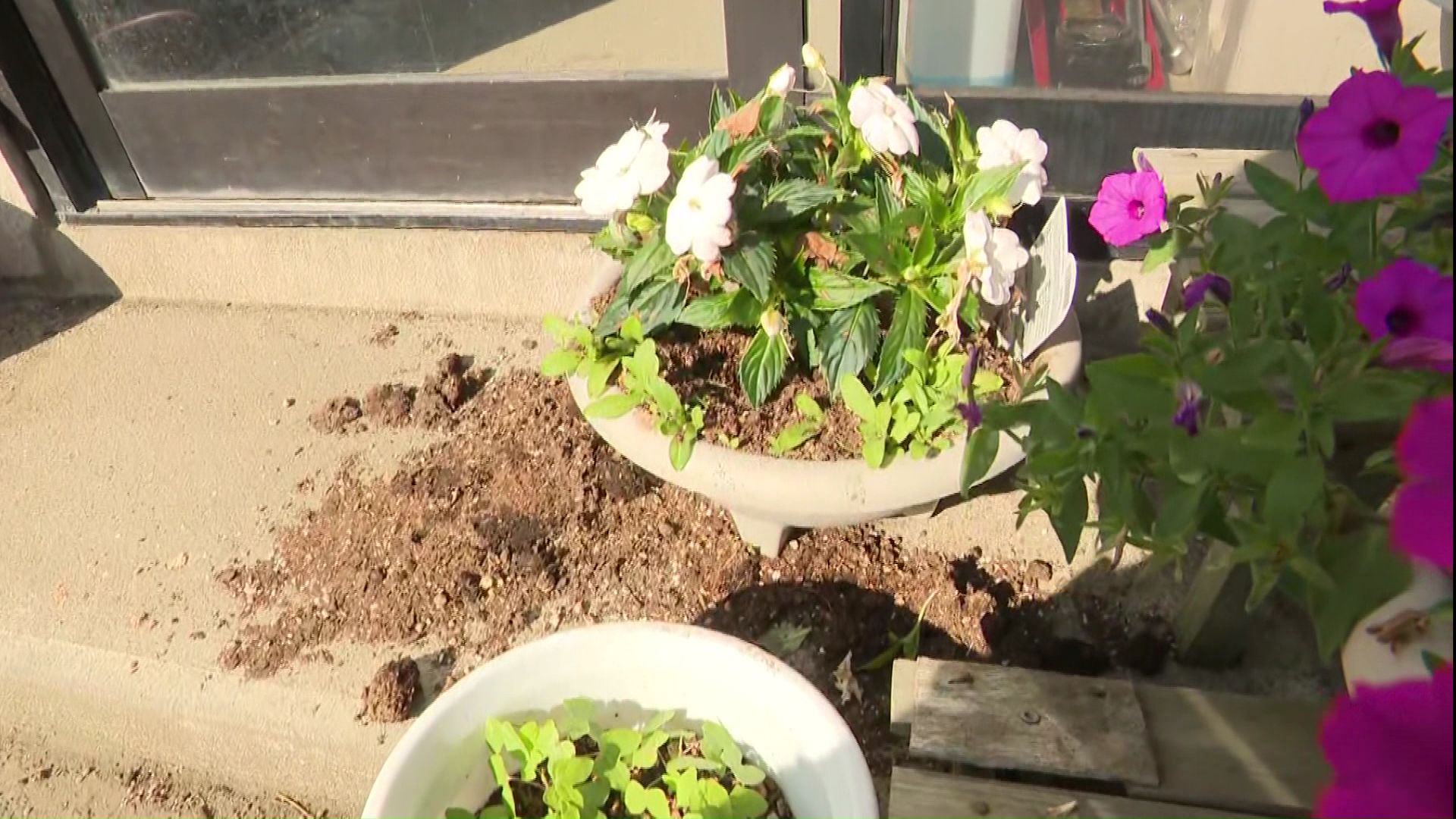 荒らされた鉢植え