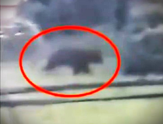 北海道福島町で出没したクマ(7月10日:撮影視聴者)