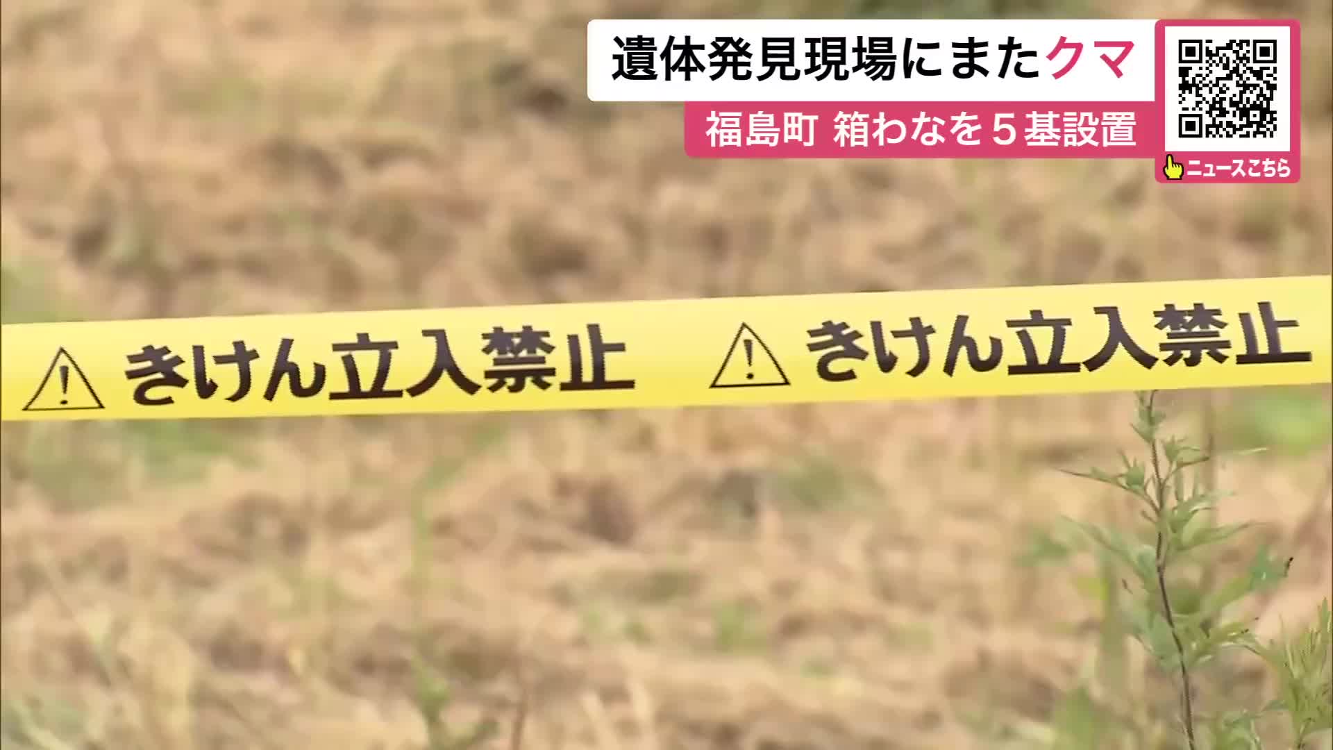 熊の胆嚢　ヒグマ北海道 熊の胆嚢ヒグマ北海道