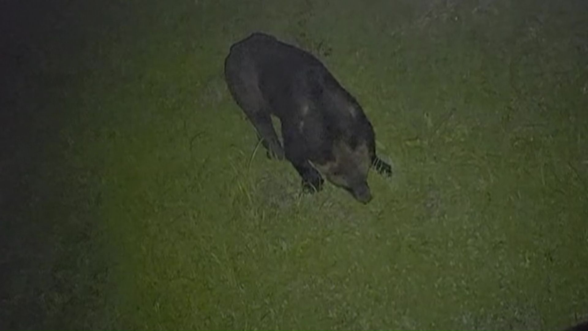 福島町で目撃されたクマ（撮影：視聴者）