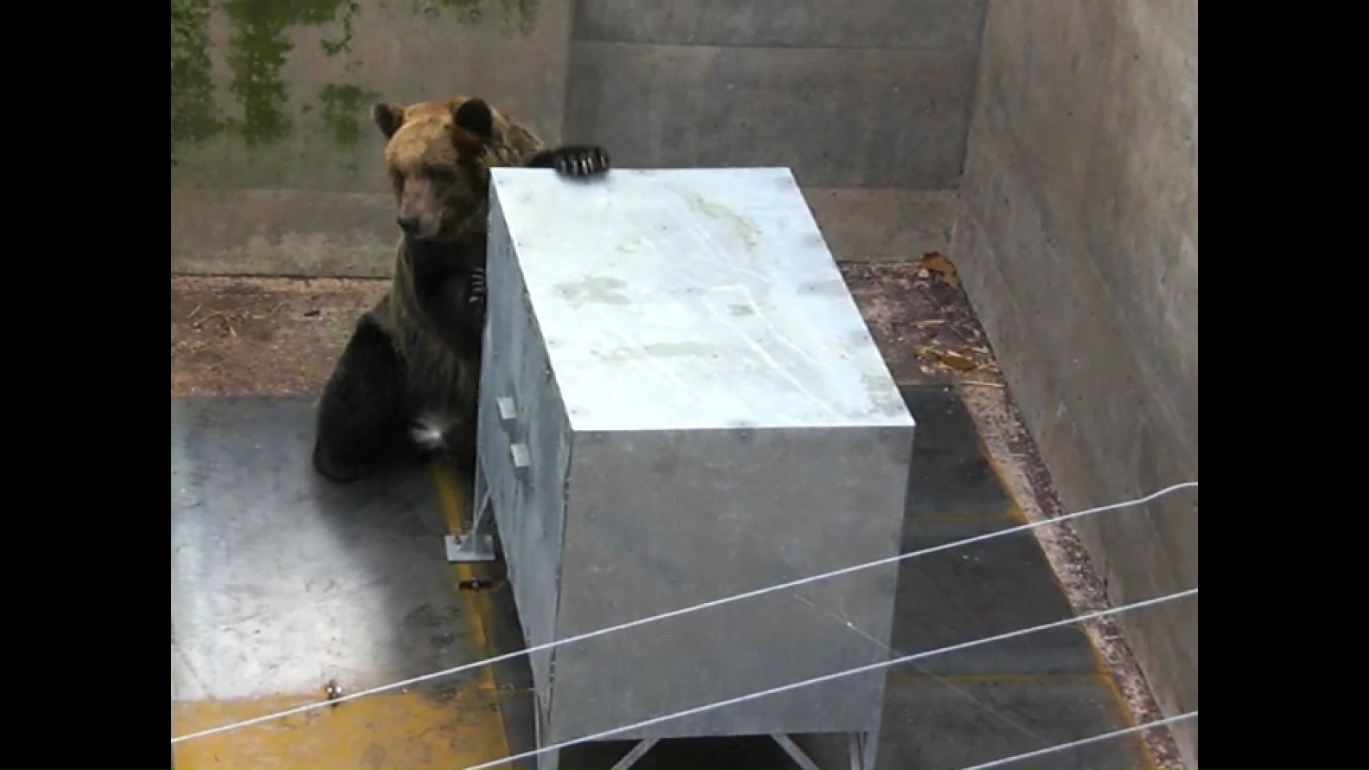 クマの怪力でも倒れない設計