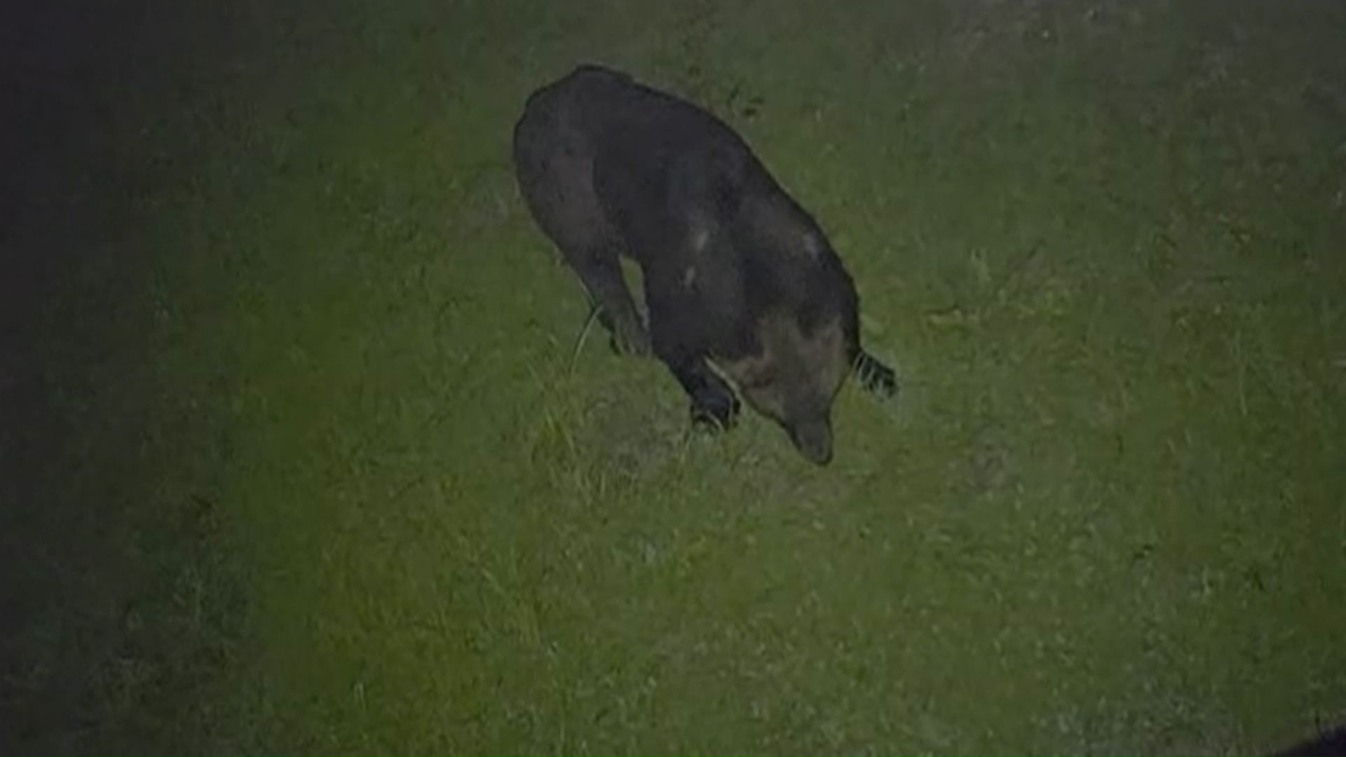 福島町の市街地に連日出没しているクマ(撮影:視聴者)