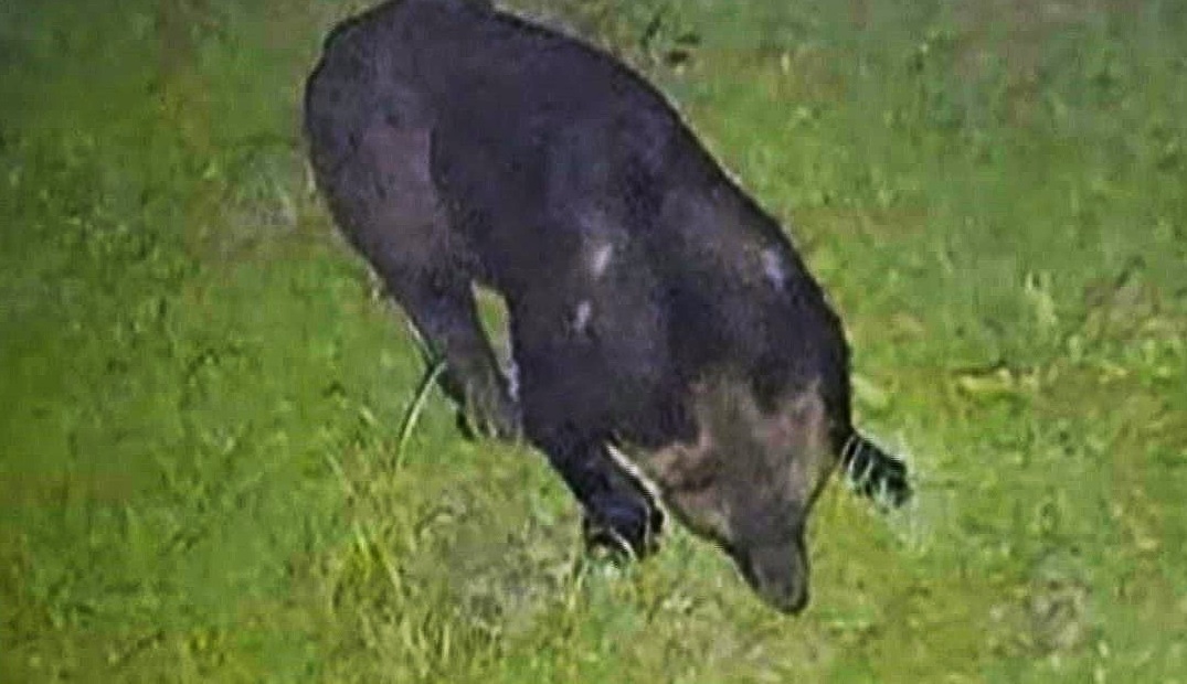 福島町内で目撃されたクマ（撮影視聴者）
