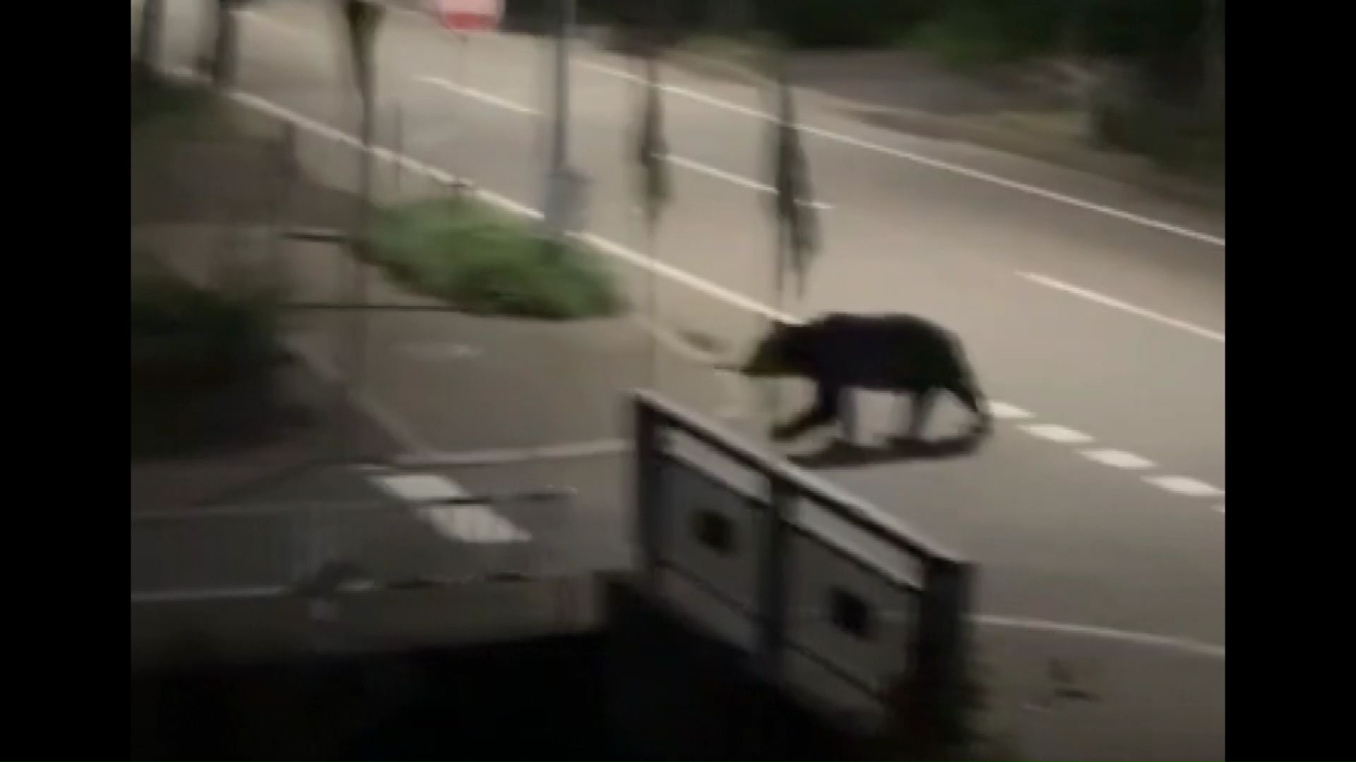 道路を横断するクマ(撮影:視聴者)