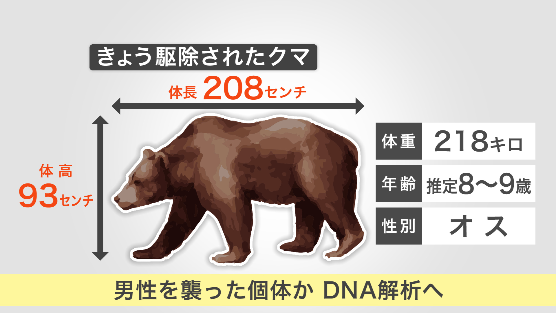 駆除されたクマの特徴