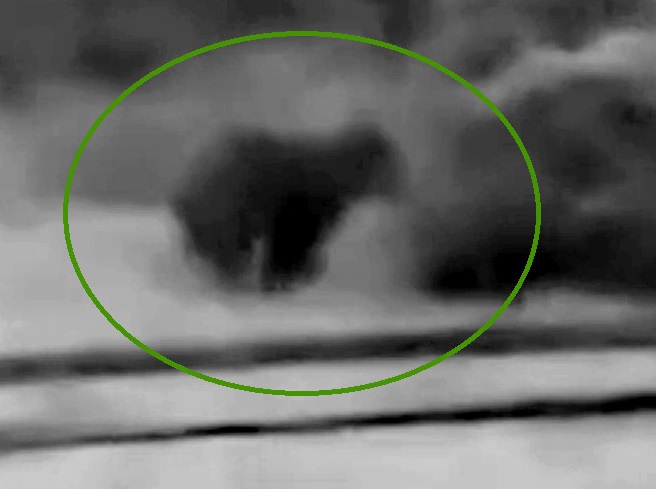 10日に福島町内で目撃されたクマ（撮影：視聴者）
