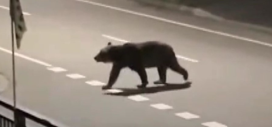 町内で目撃されたヒグマ(撮影:視聴者)