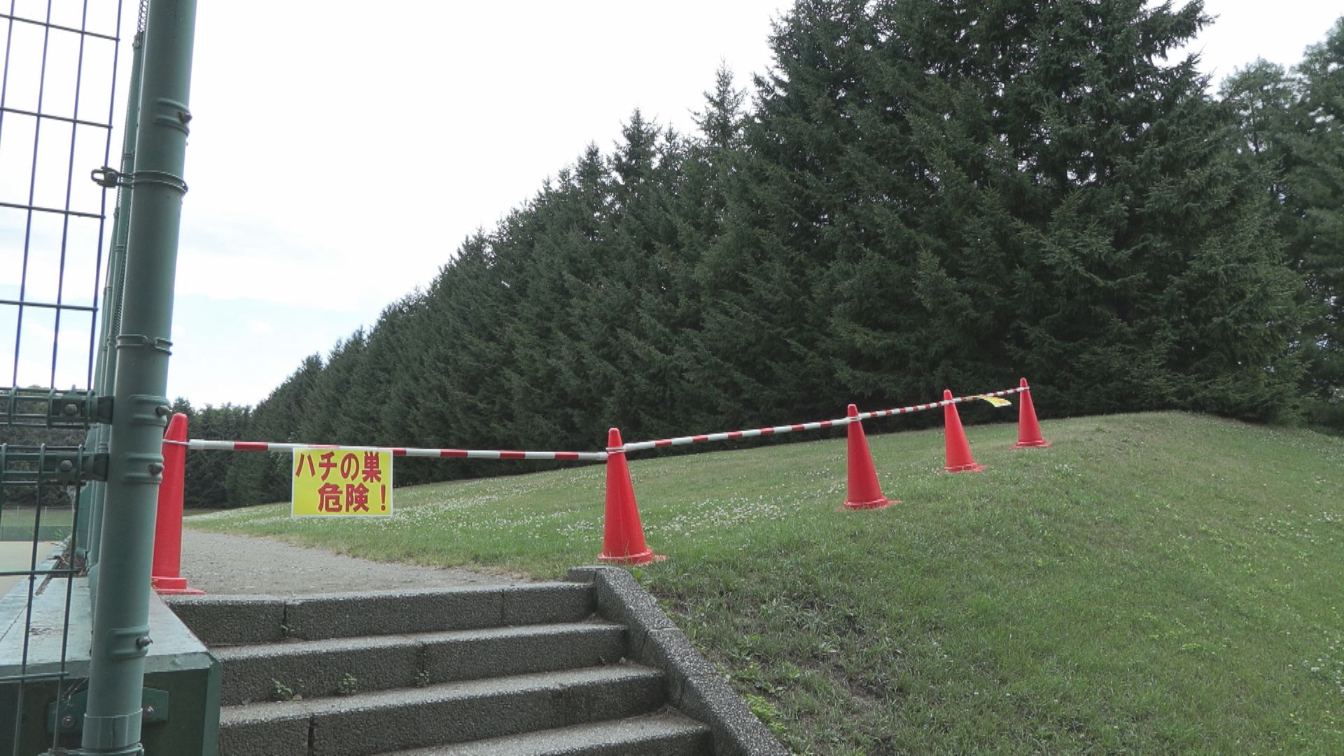 ハチが人を襲った現場