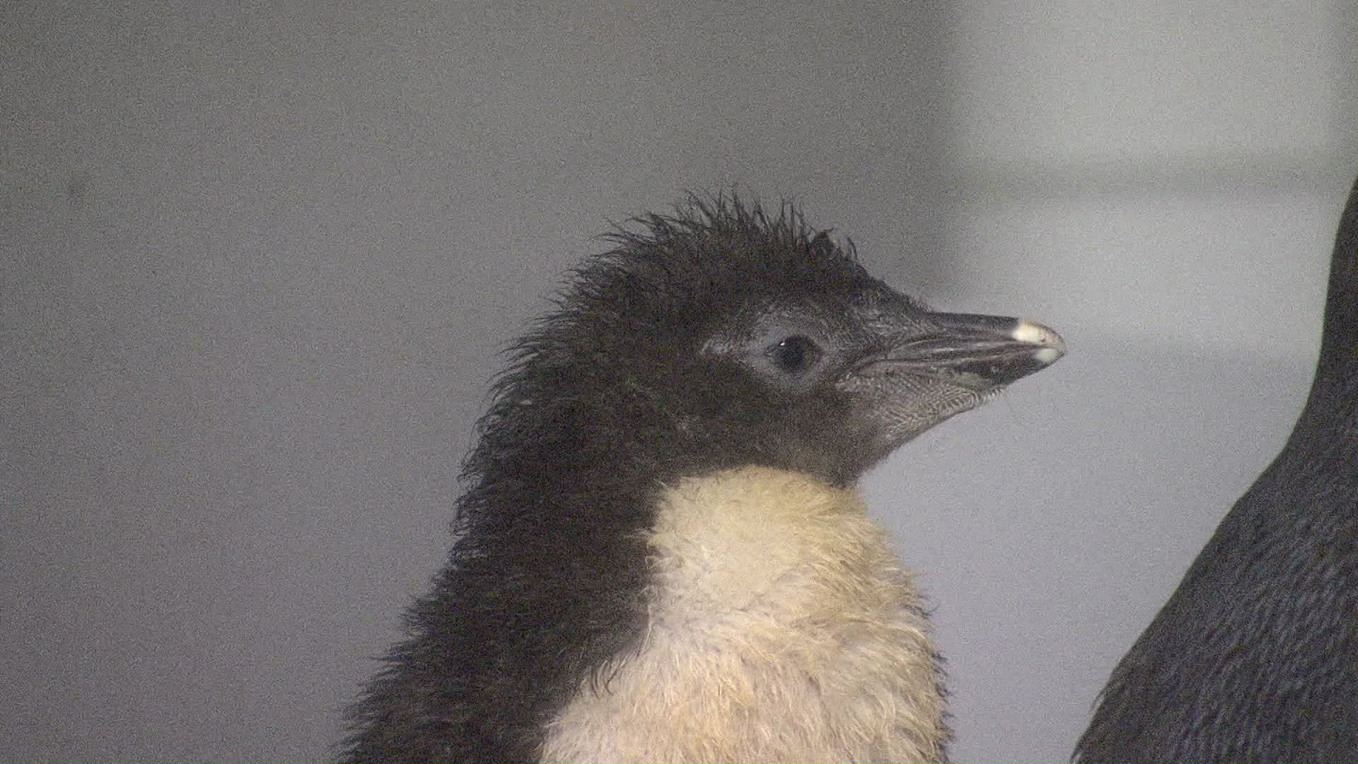 キタイワトビペンギンの赤ちゃん