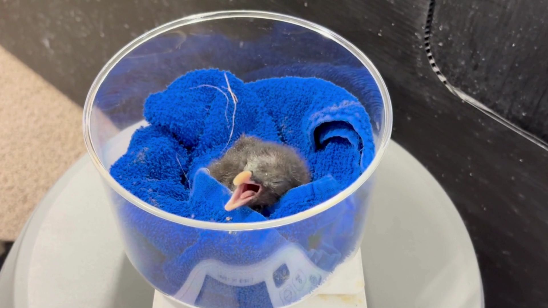 孵化(ふか)したうちの1羽をお披露目