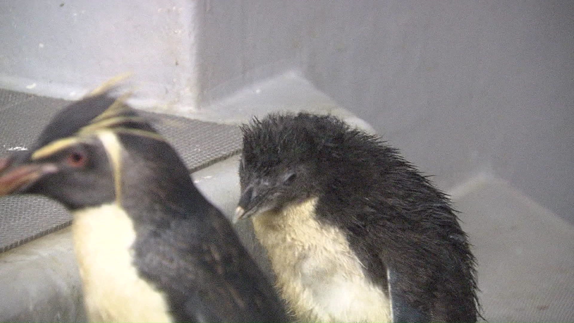 親の後ろに隠れがちだが成長は順調