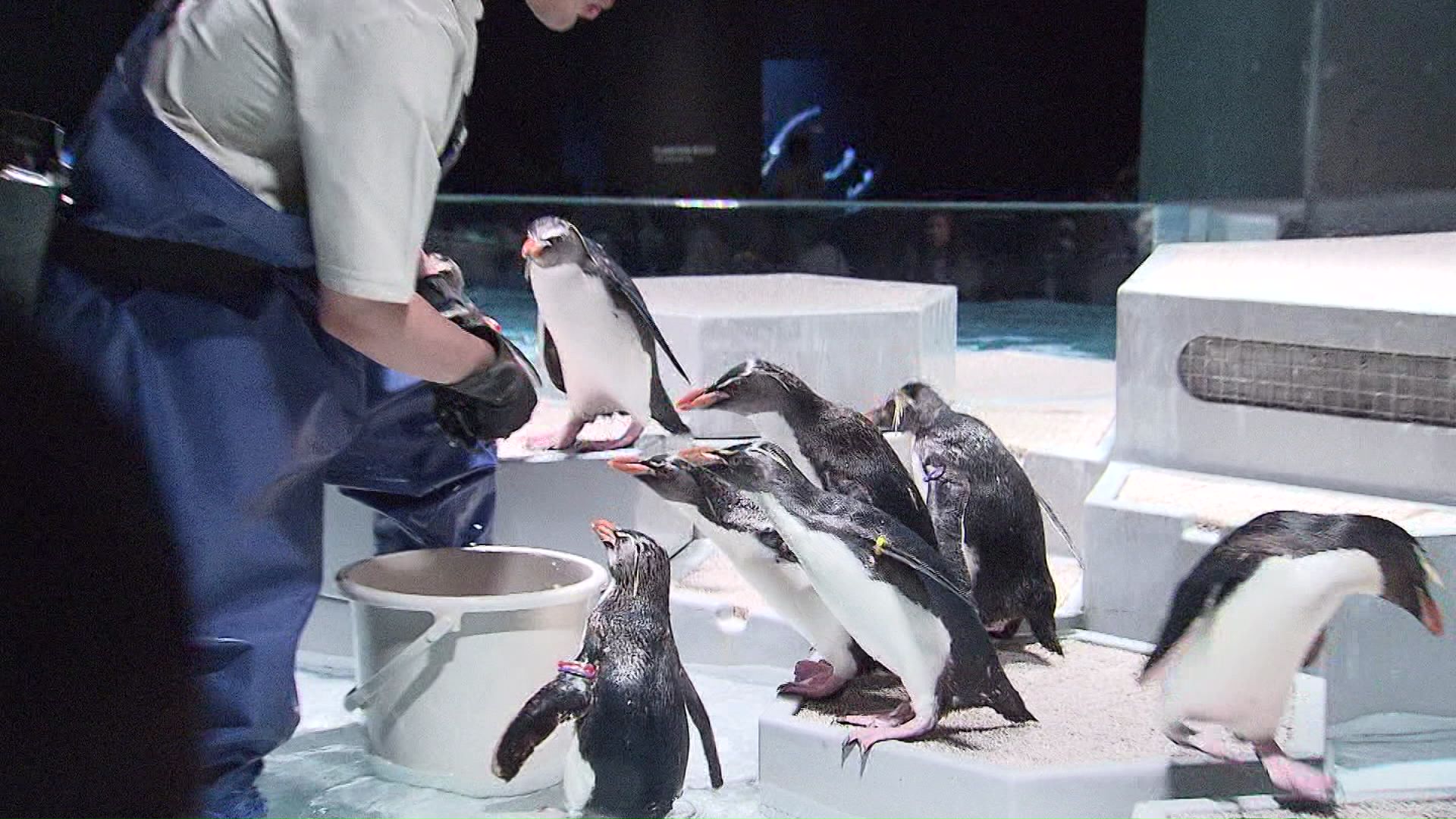 8月からプールデビュー予定