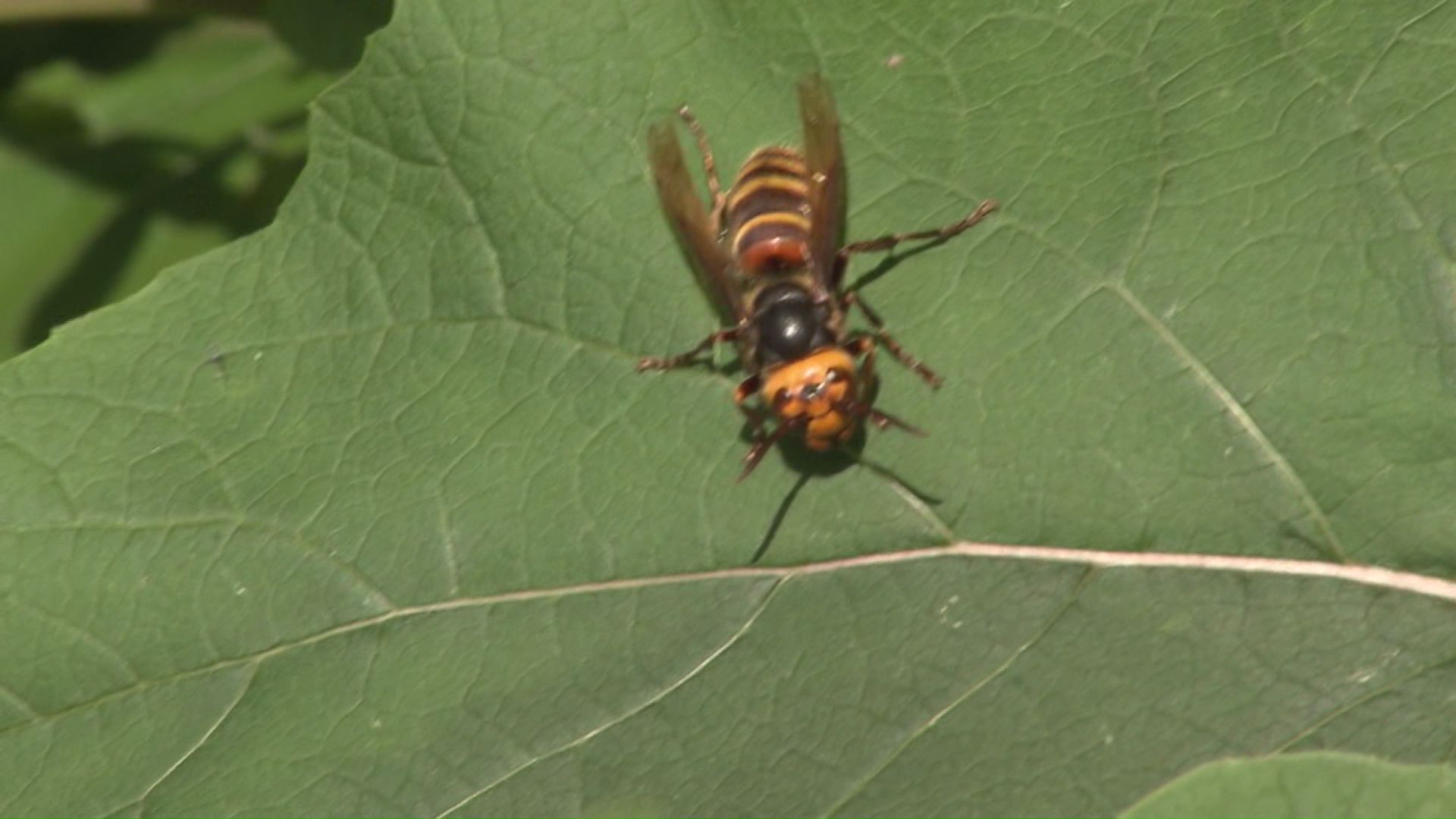 スズメバチ(資料)