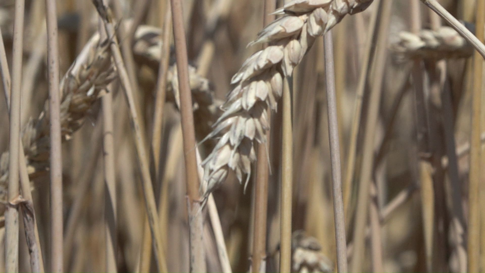 暑さで農作業に影響も