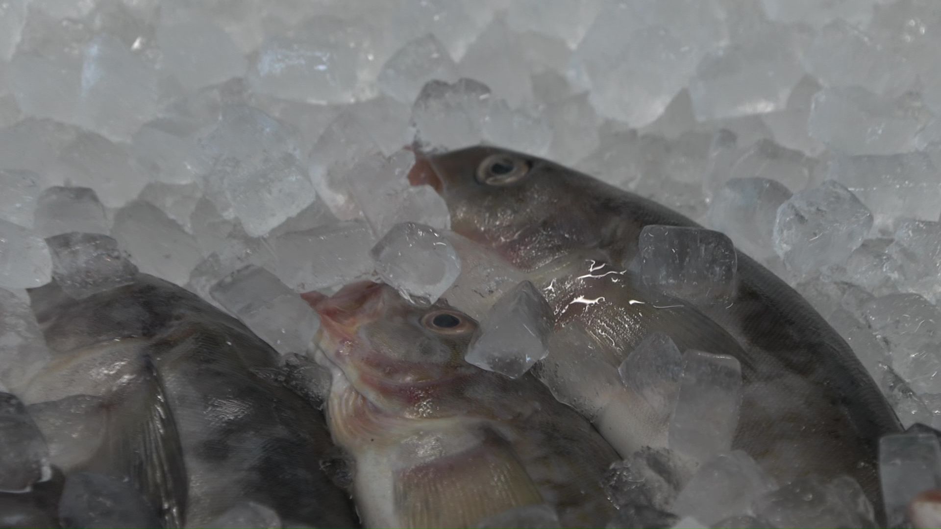 魚が腐らないよう氷をかけて対応