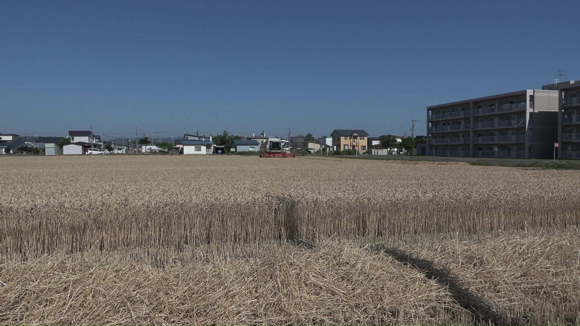 秋まき小麦の収穫時期を迎えた大空町女満別