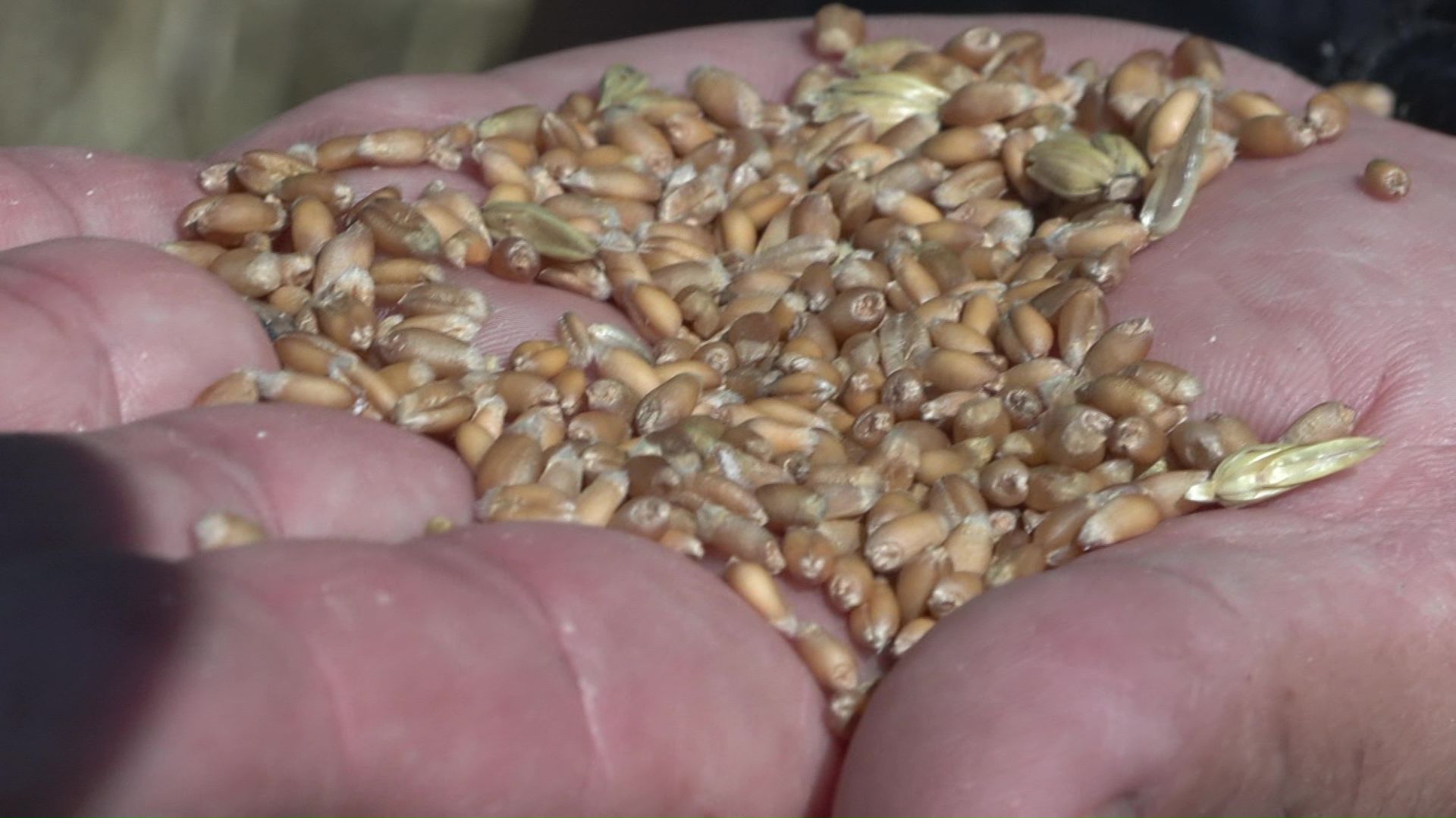 小麦は干上がっている状態に