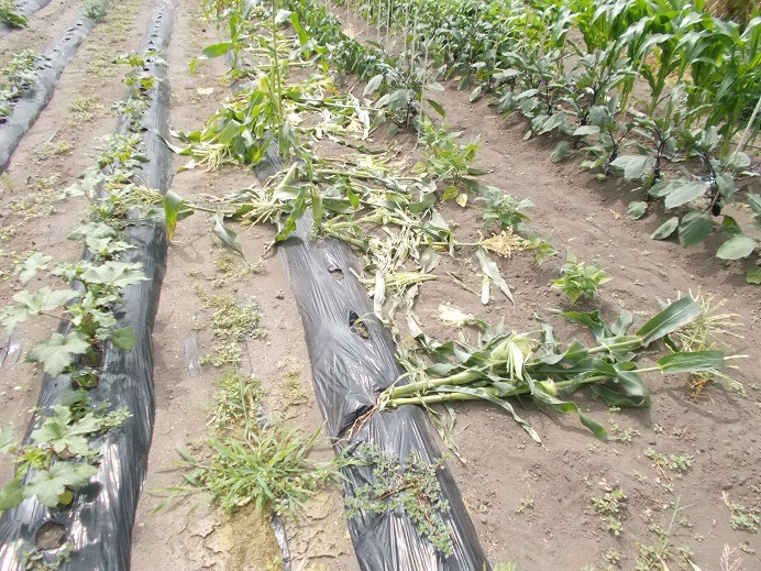 なぎ倒されたトウモロコシ(提供 北海道警)