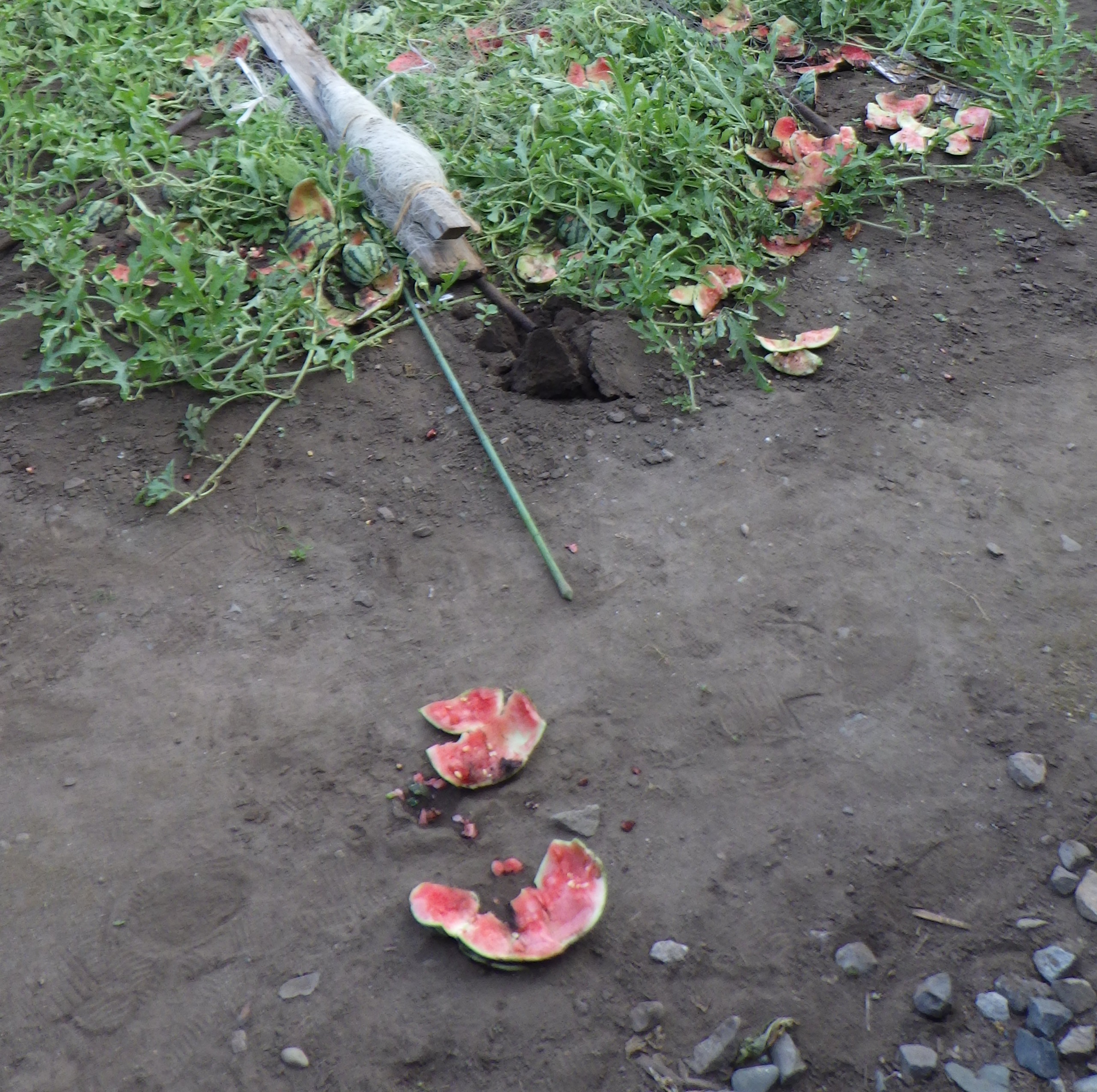 食い荒らされた家庭菜園（提供：北海道警
