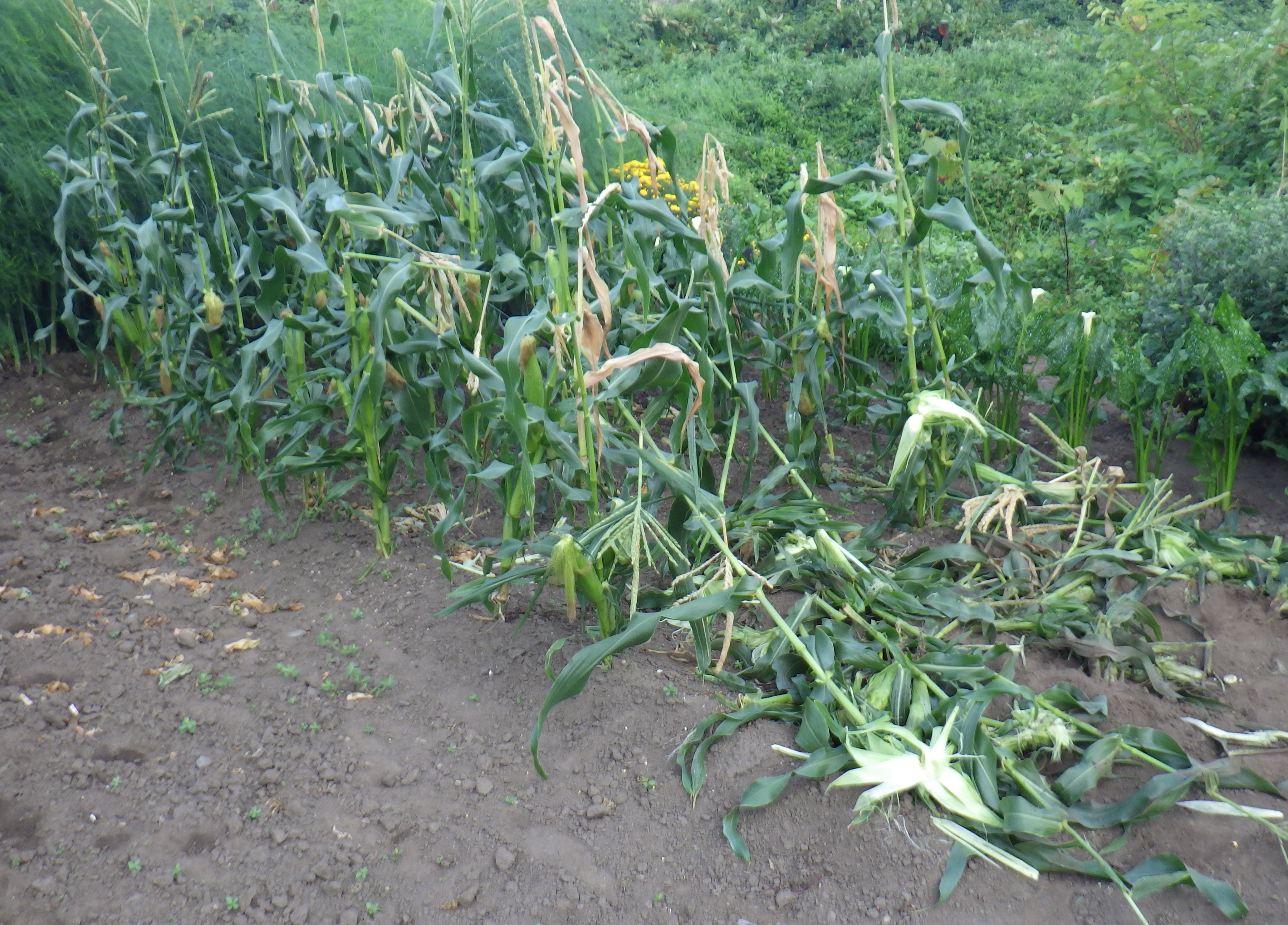 食い荒らされた家庭菜園（提供：北海道警
