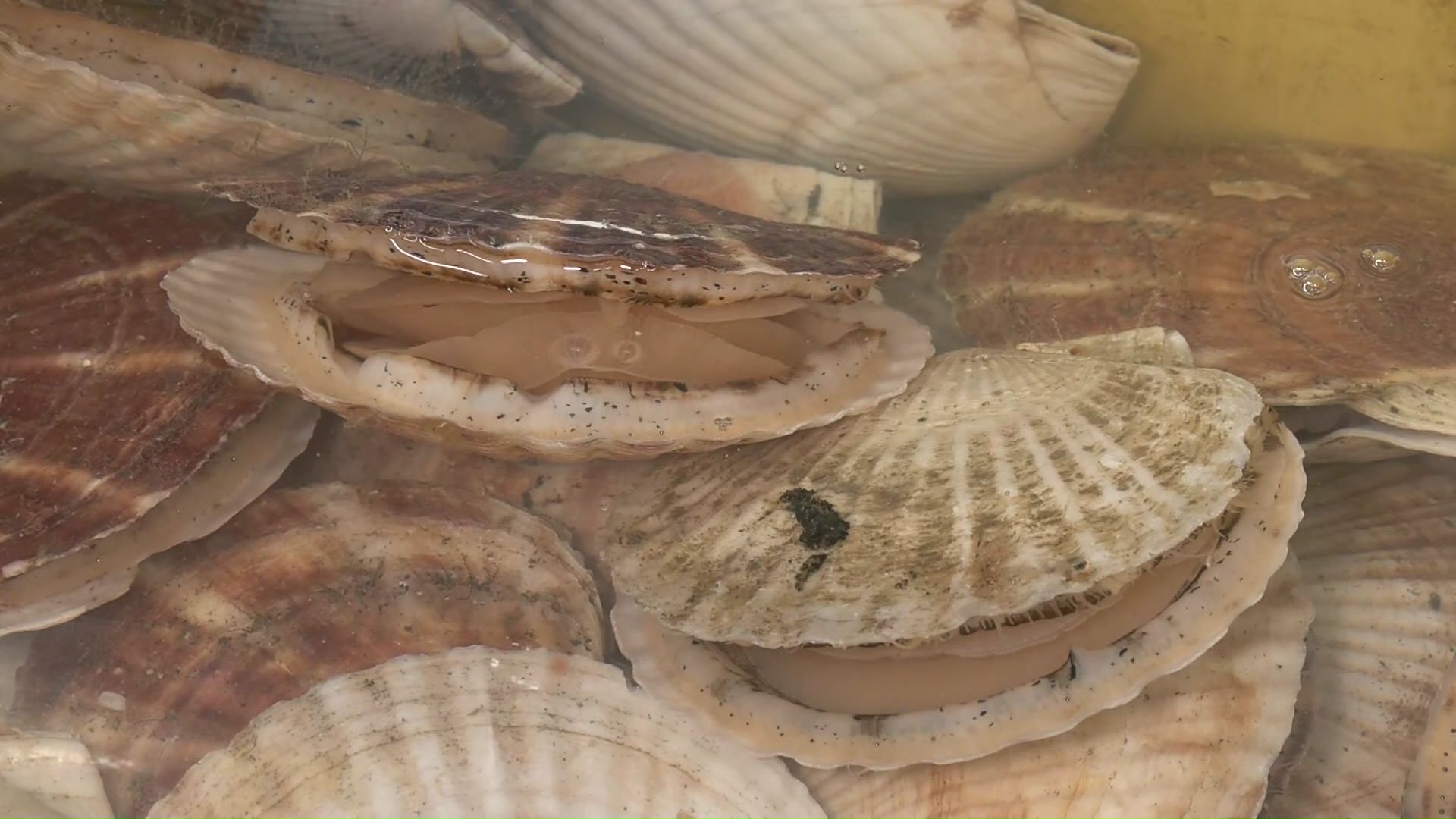 特産物のホタテは店内の冷蔵ケースで販売