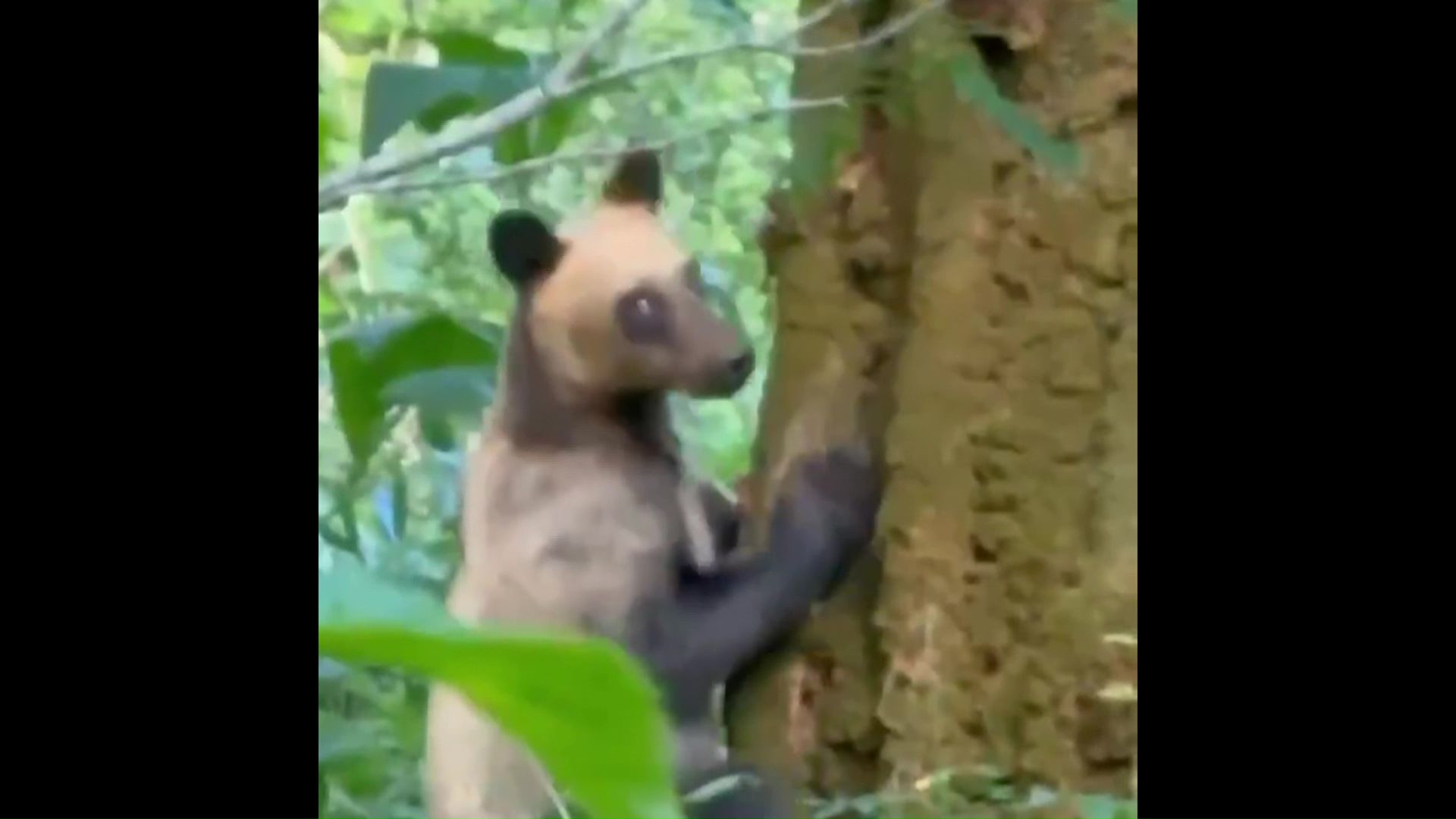 木を降りてくるクマ(提供:視聴者)